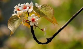 清明节古诗大全50首 清明节古诗大全50首