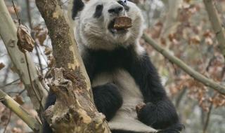 中国为什么要建立熊猫基地\n 四川大熊猫基地