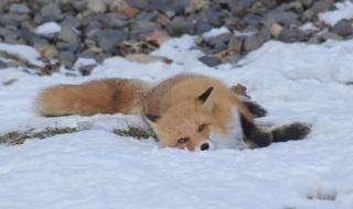 地铁跑酷雪地内置菜单怎么下 地铁跑酷如何改雪地