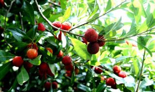 东魁和仙居杨梅的区别 东魁杨梅是哪里产的