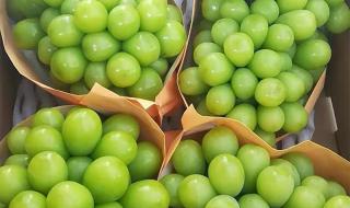 阳光玫瑰葡萄降价 阳光玫瑰葡萄降价