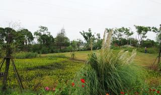 上海坐船到崇明西沙湿地 上海西沙湿地公园