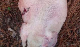 猪得了蓝耳病怎么治